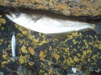 pollock on spinner.jpg