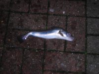 HEBBURN 19TH NOV.jpg